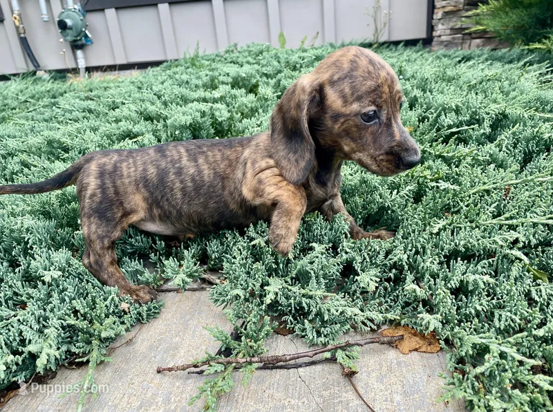 Fern – Miniature Dachshund puppy for sale in Millmont, PA