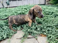 Fern, a female Miniature Dachshund for sale in Millmont, PA – 1 of 5