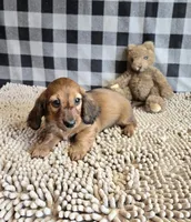 Basil, a male Miniature Dachshund for sale in Millmont, PA – 6 of 7