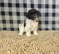Ruthie, a female Coton de Tulear and Poodle - Miniature  for sale in Millmont, PA – 3 of 5