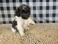 Reta, a female Coton de Tulear and Poodle - Miniature  for sale in Millmont, PA – 2 of 5