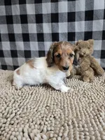 Kelly, a female Miniature Dachshund for sale in Millmont, PA – 2 of 10