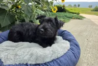 Wanda, a female Scottish Terrier for sale in Millmont, PA – 3 of 10