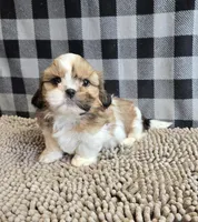 Simon, a male Shih Tzu for sale in Millmont, PA – Photo 6 of 7