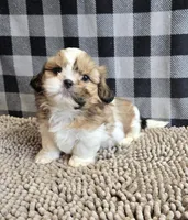 Simon, a male Shih Tzu for sale in Millmont, PA – Photo 5 of 7