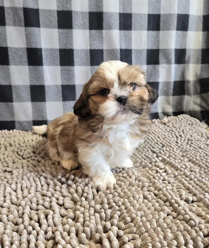 Simon – Shih Tzu puppy for sale in Millmont, PA