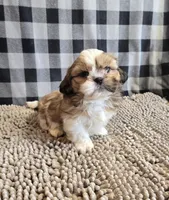 Simon, a male Shih Tzu for sale in Millmont, PA – Photo 1 of 7