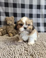 Simon, a male Shih Tzu for sale in Millmont, PA – Photo 3 of 7