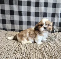 Simon, a male Shih Tzu for sale in Millmont, PA – Photo 2 of 7