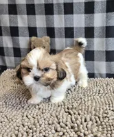 Simon, a male Shih Tzu for sale in Millmont, PA – Photo 7 of 7