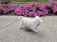 Parker, a male West Highland White Terrier for sale in Millmont, PA – 4 of 8