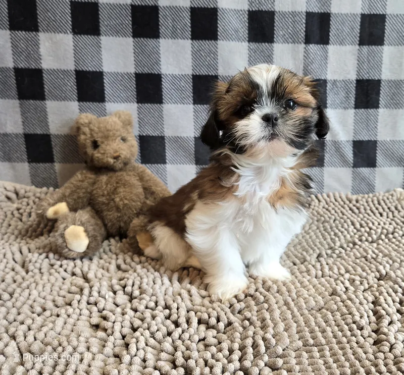 Mac – Shih Tzu puppy for sale in Millmont, PA