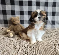 Mac, a male Shih Tzu for sale in Millmont, PA – 1 of 7