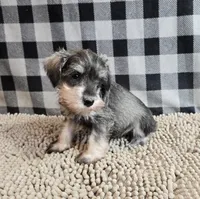 Scout, a male Miniature Schnauzer for sale in Millmont, PA – Photo 4 of 4