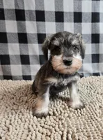 Scout, a male Miniature Schnauzer for sale in Millmont, PA – Photo 3 of 4