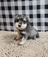 Scout, a male Miniature Schnauzer for sale in Millmont, PA – Photo 1 of 4