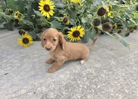 Hope, a female Miniature Dachshund for sale in Millmont, PA – 4 of 8