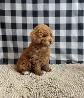 Nancy, a female Poodle - Miniature  for sale in Millmont, PA – 2 of 6