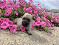 Julie, a female Cairn Terrier for sale in Millmont, PA – 7 of 8