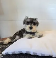 Tessie, a female Miniature Schnauzer for sale in Millmont, PA – 2 of 6