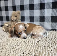 Kent, a male Miniature Dachshund for sale in Millmont, PA – 6 of 8