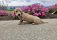 Harper, a male Miniature Dachshund for sale in Millmont, PA – 6 of 10