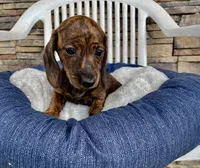 Fern, a female Miniature Dachshund for sale in Millmont, PA – 2 of 5