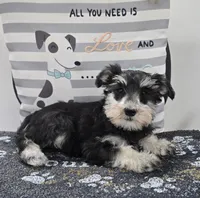Kelsey, a female Miniature Schnauzer for sale in Millmont, PA – Photo 4 of 5
