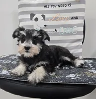 Kelsey, a female Miniature Schnauzer for sale in Millmont, PA – Photo 5 of 5
