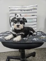 Kelsey, a female Miniature Schnauzer for sale in Millmont, PA – Photo 2 of 5