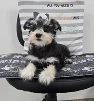 Kelsey, a female Miniature Schnauzer for sale in Millmont, PA – Photo 1 of 5