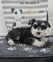 Kelsey, a female Miniature Schnauzer for sale in Millmont, PA – Photo 3 of 5