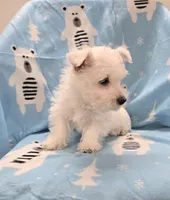 Lenny, a male West Highland White Terrier for sale in Millmont, PA – 8 of 8