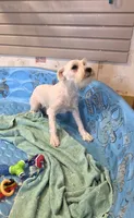 Steve, a male Miniature Schnauzer for sale in Millmont, PA – 2 of 9
