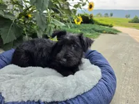 Wanda, a female Scottish Terrier for sale in Millmont, PA – 5 of 10