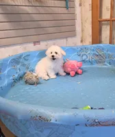 Blake, a male Bichon Frise for sale in Millmont, PA – 5 of 10