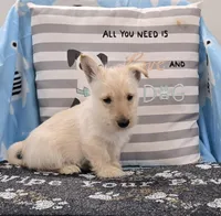 Vernon, a male Scottish Terrier for sale in Millmont, PA – Photo 2 of 4