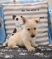 Vernon, a male Scottish Terrier for sale in Millmont, PA – Photo 1 of 4