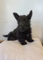 Morris, a male Scottish Terrier for sale in Millmont, PA – 6 of 10