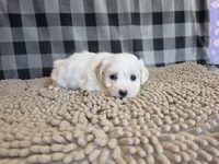 Stella, a female Bichon Frise and Coton de Tulear for sale in Millmont, PA – 2 of 6