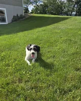 Denver, a male Schnoodle for sale in Millmont, PA – 8 of 10