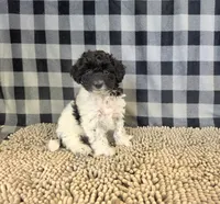 Ruthie, a female Coton de Tulear and Poodle - Miniature  for sale in Millmont, PA – 5 of 5