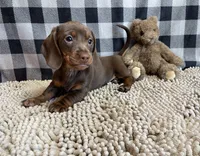 Karla, a female Miniature Dachshund for sale in Millmont, PA – Photo 1 of 6