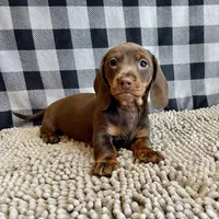 Karla, a female Miniature Dachshund for sale in Millmont, PA – Photo 2 of 6