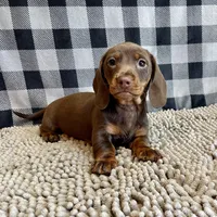 Karla, a female Miniature Dachshund for sale in Millmont, PA – Photo 2 of 6