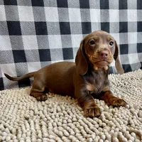 Karla, a female Miniature Dachshund for sale in Millmont, PA – Photo 3 of 6