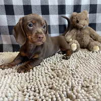 Karla, a female Miniature Dachshund for sale in Millmont, PA – Photo 5 of 6