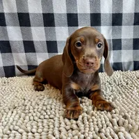 Karla, a female Miniature Dachshund for sale in Millmont, PA – Photo 4 of 6