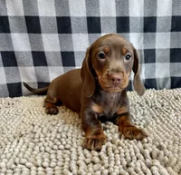 Karla, a female Miniature Dachshund for sale in Millmont, PA – Photo 4 of 6