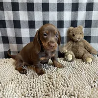 Karla, a female Miniature Dachshund for sale in Millmont, PA – Photo 6 of 6